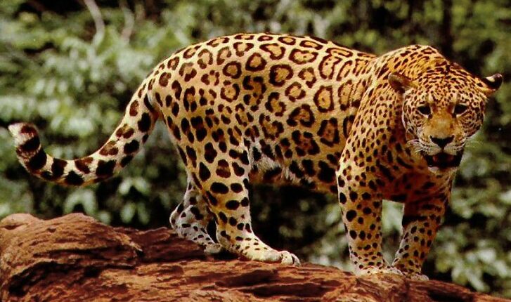 Standing jaguar